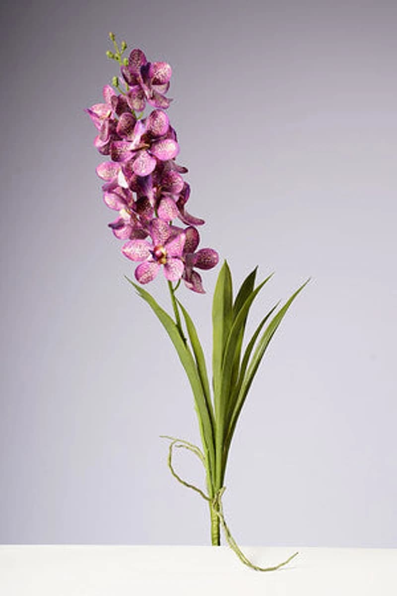28.5" VANDA ORCHID PLANT - FUSCIA