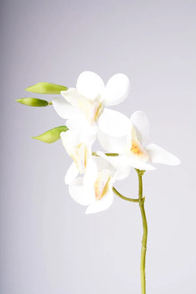 18" VANDA ORCHID PLANT