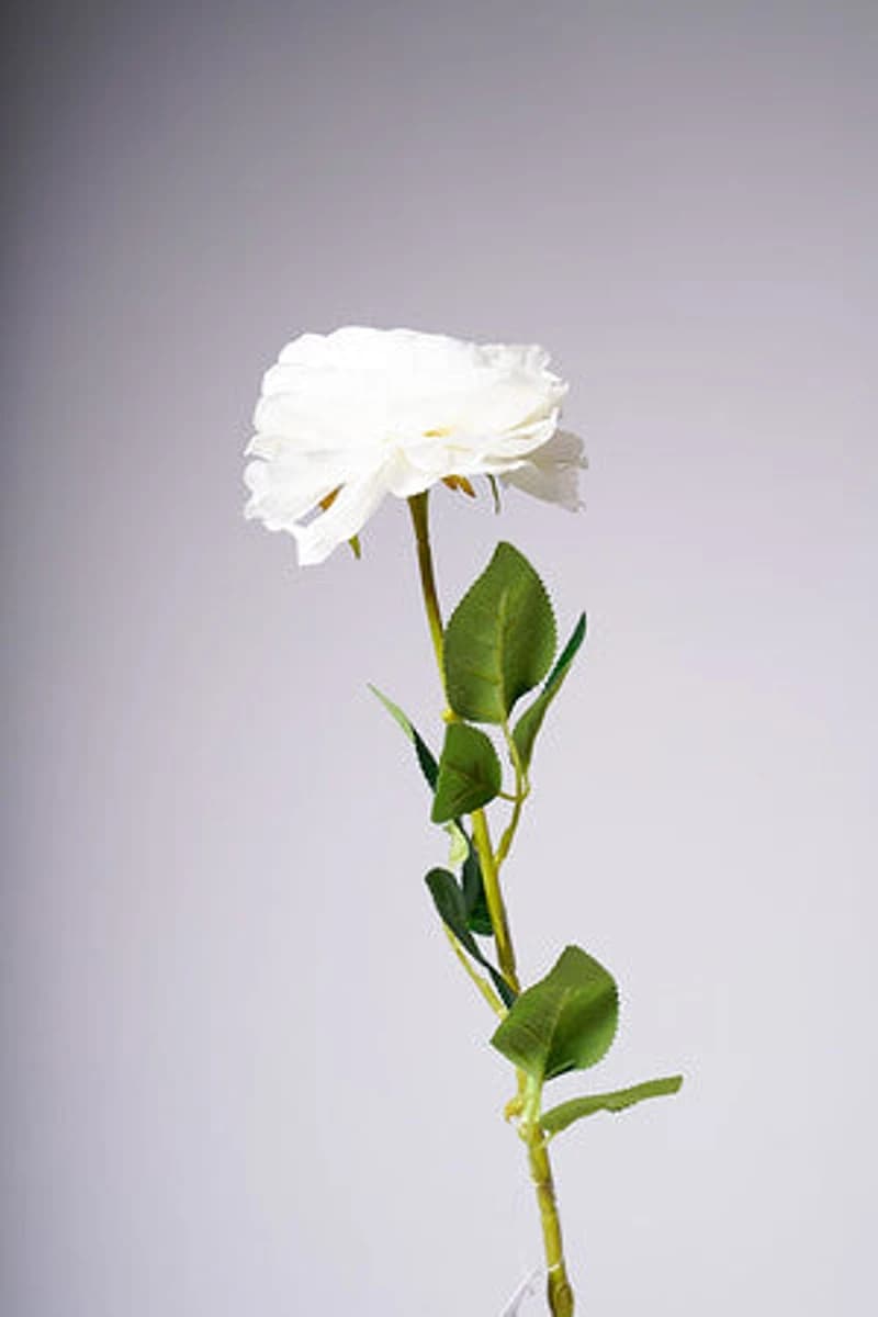 27" TEAROSE WHITE