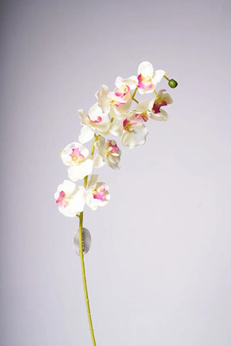 34" ORCHID X11 FLOWERS CREAM