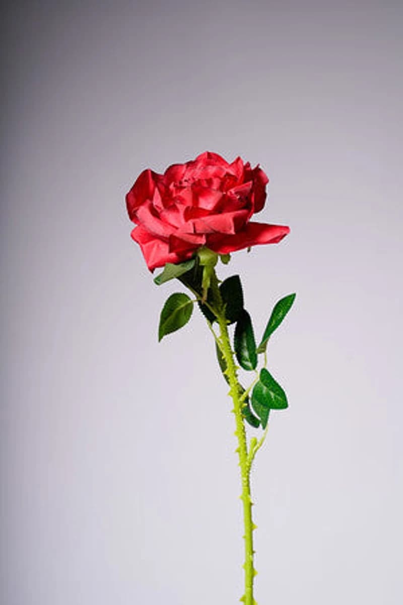 22" ROSE RED