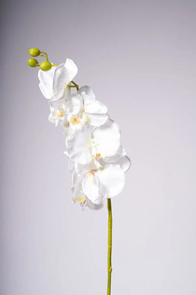 40" ORCHID X8 FLOWERS WHITE