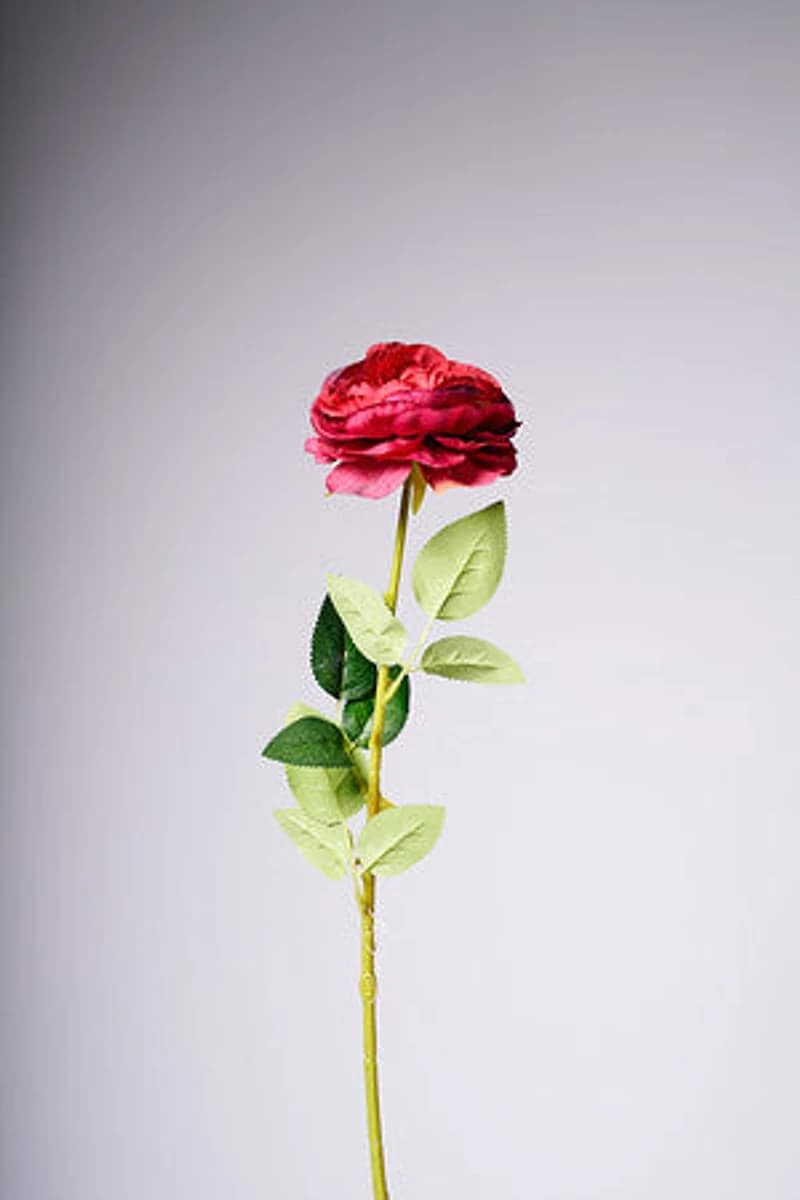 27" TEAROSE RED