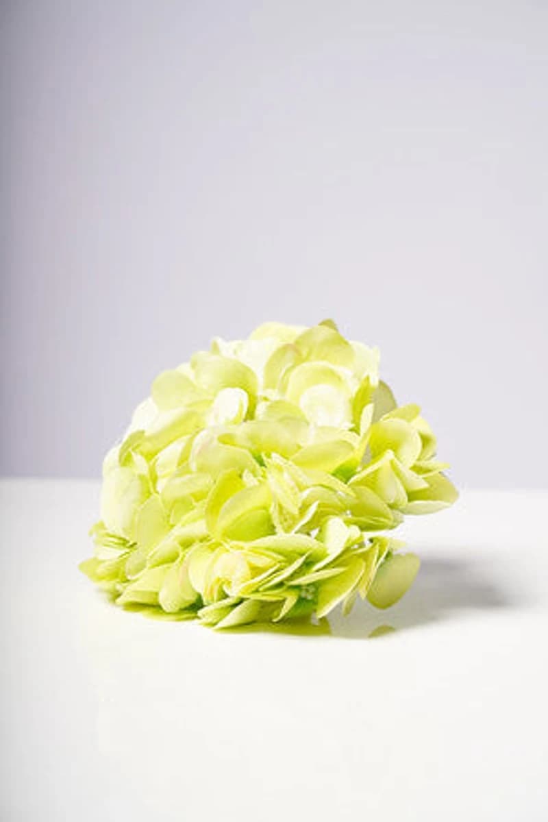 HYDRANGEA HEAD X6 GREEN